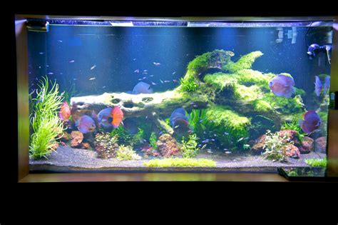 Kyocera's new led lighting is ideal for growing various water creatures as it reproduces the light close to the natural habitats of corals and water plants. LED Aquarium Lighting Blog | Orphek: Orphek PR 72 LED ...