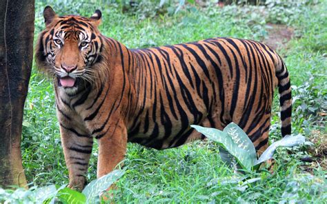 O Que O Tigre Representa