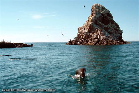 Diving Or Sightseeing At Bird Island ~ Isla San Jorge Rocky Point 360