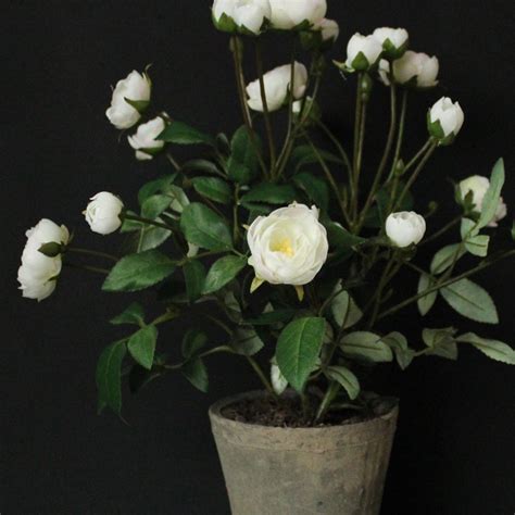 Find & download the most popular rose bush photos on freepik free for commercial use high quality images over 8 million stock photos. White Rose Bush in Pot