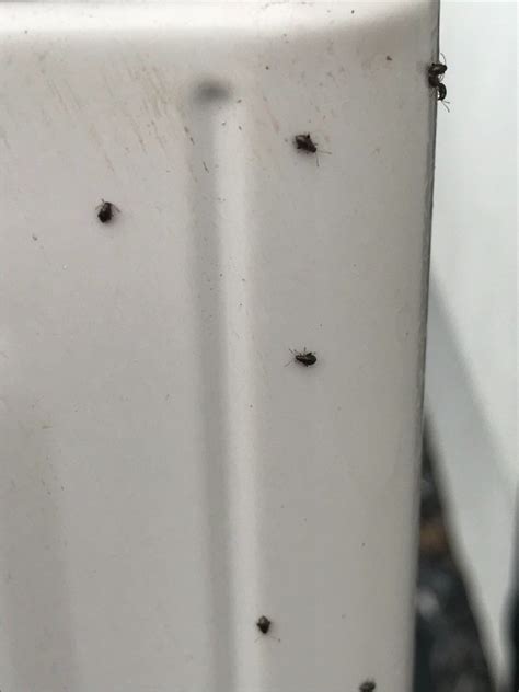 getting rid of small black bugs on house thriftyfun