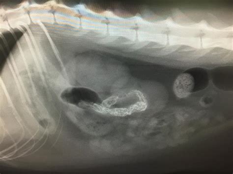 Die diagnose einer darminvagination kann aus der kombination von klinischer untersuchung und bildgebung (in der regel röntgen oder ult. Vorsicht mit Lametta - Tierarztpraxis im Koelle Zoo
