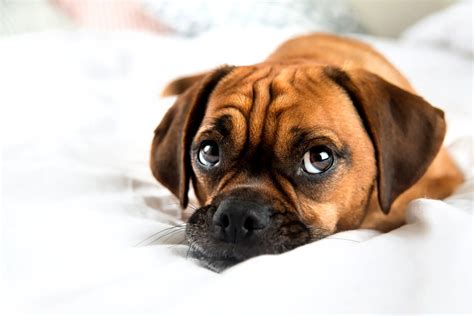 Life Expectancy Of A Puggle How To Help Them Live Longer Dogarea