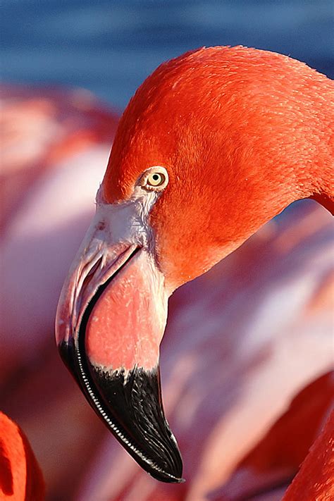 ✓ free for commercial use ✓ high quality images. Tierpark Hagenbeck - Cuba Flamingo Steckbrief