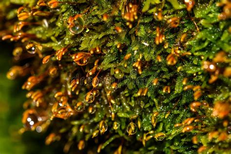 Moss Drops Macro Sphagnum Water Stock Image Image Of Blurred