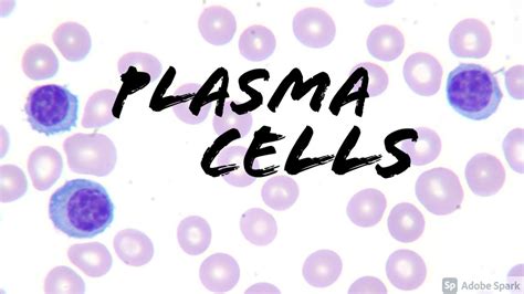 Plasma Cells On Peripheral Blood Smear Hemepath Hematology Pathology