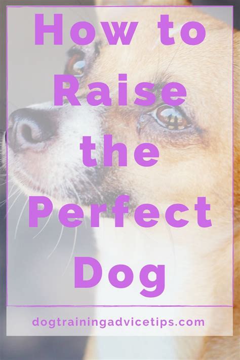 How To Raise The Perfect Dog Dog Training Advice Tips In 2020 The