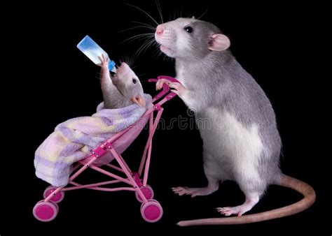 Mommy Rat With Baby Stock Photo Image Of Mother Care 10351794