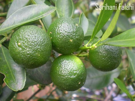 We did not find results for: Pin on greens and fruits from around the world