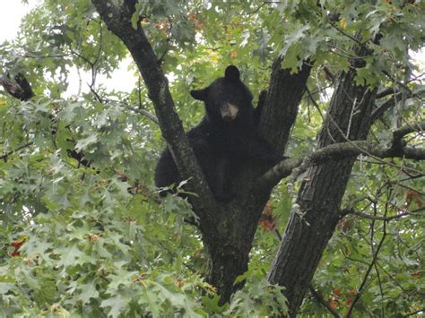 Pine Brook Bears Come Down From Tree, Walked to Woods | Montville, NJ Patch
