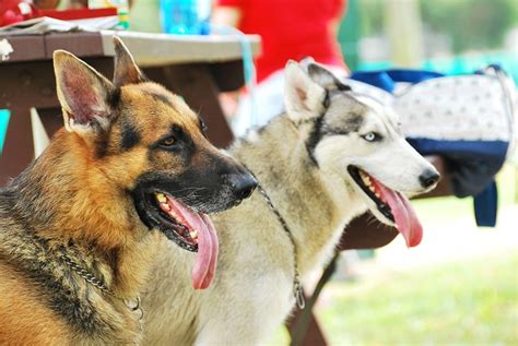 Maybe you would like to learn more about one of these? German Shepherd Husky Mix (Gerberian Shepsky) Information