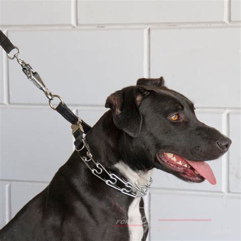 Show the prong collar to your dog. Dog Prong Collar Chromium-Plated with Leather Band, 2.25 mm