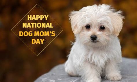 National Dog Moms Day Date History Activities Facts And Quotes