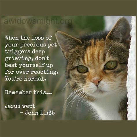 She hasn't felt a need to ask if. Cat Prayer Quotes. QuotesGram