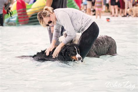 The Dog Swim At Terrace Park Sioux Falls Sd