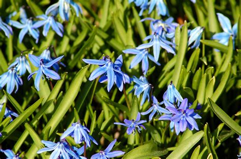 Siberian Squill Bulb Plants Offer Blue Spring Flowers