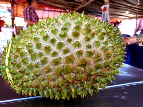 Beijing rejects complaints of abuses and says the camps are for job training to support economic development and combat islamic radicalism. Stinking Rich? Malaysia Aims To Cash In On China's Durian ...