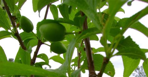 You get not one, not two, but five delicious fruits from one fruit tree. Garden View: Cocktail Tree?