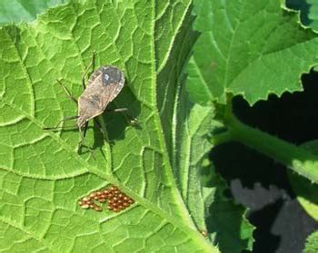 Maybe you would like to learn more about one of these? When Squash Bugs Attack | Everything Is Homemade