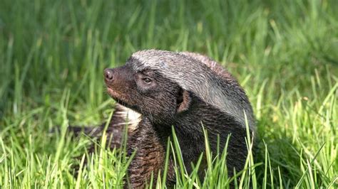 The Ratel Mellivora Capensis Also Known As The ‘honey Badger Is A