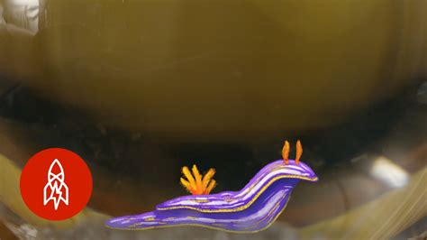 Sex Crazed Sea Slugs The Aquatic World With Philippe Cousteau Youtube