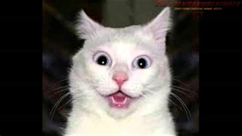 Shocked Cat Faces Youtube