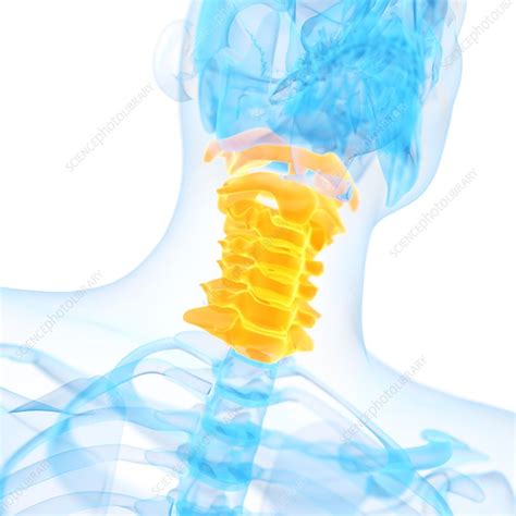 Cervical Spine Illustration Stock Image F0128022 Science Photo