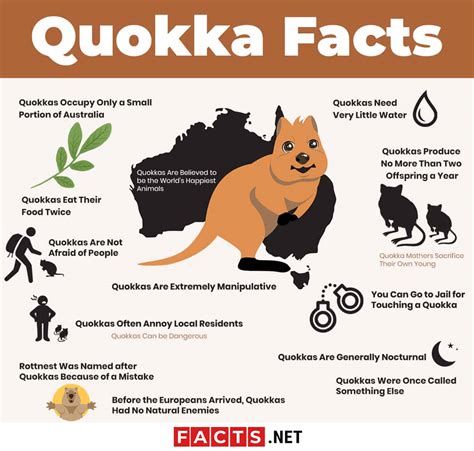 They are small macropods, not larger than a domestic cat. Top 15 Quokka Facts - Diet, Habitat, Survival & More ...