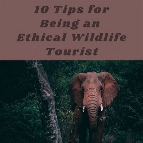 10 Ways To Be An Ethical Wildlife Tourist Soapboxie