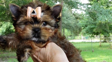 Ocean Pearl Rare Colored Yorkie Female Youtube