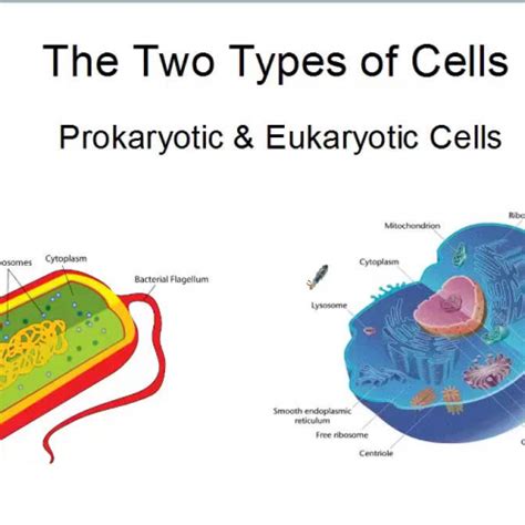 We did not find results for: The two types of cells