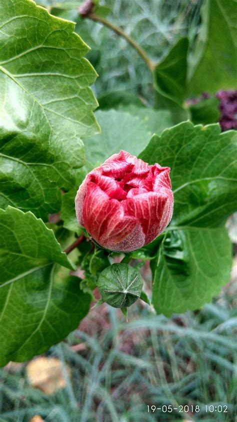 Mengenal bunga nasional berbagai negara di dunia halaman all. Wow 14+ Gambar Bunga Nasional Malaysia - Richa Gambar