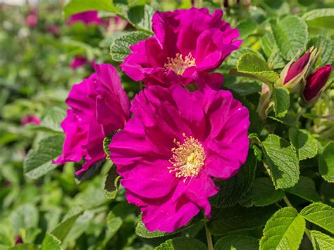 What Is A Rugosa Rose - How To Grow Rugosa Rose Bushes
