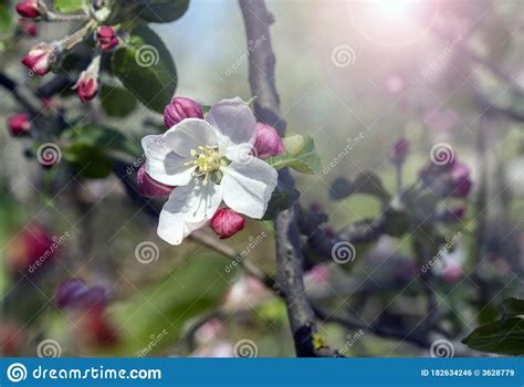 Blooming Flowers On An Apple Tree On A Sunny Spring Day Selective