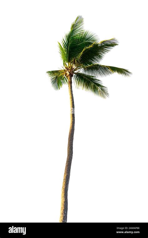 Coconut Palm Tree Isolated On White Background Stock Photo Alamy
