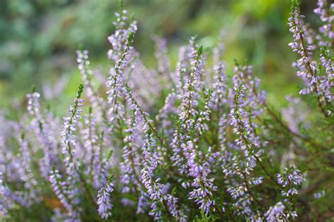 Purple Heather Flowering 3977 Stockarch Free Stock Photo Archive