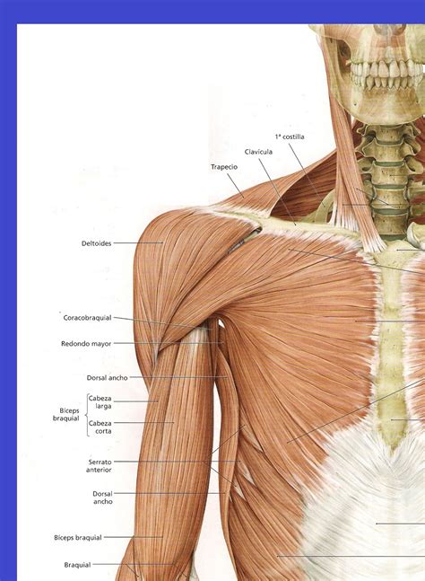 Traumatologia Primeros Auxilios Traumatismos En El Miembro Superior