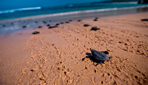Bali Turtle Island Tour Water Sport Activities | Tours in Bali Activity