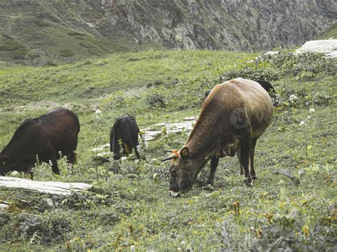 Cows In The Meadow Of Caucasus Mountains Roza Khutor Russia 4257256