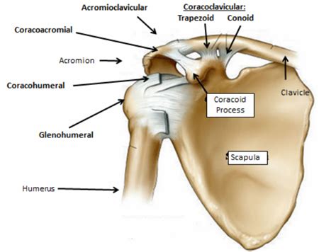 Your scapula also joins together with your collar bone and humerus bone in your upper arm to make your shoulder joint. Joints and Ligaments - Shoulder Joint