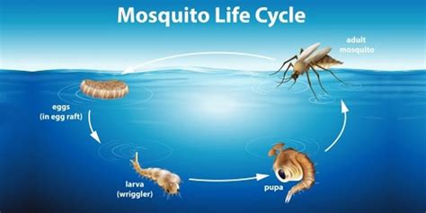 Life Cycle Of Mosquitoes Macon Mosquito Abatement District
