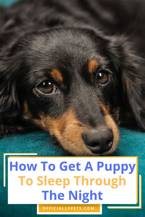 Tips for helping puppy get daytime sleep. How To Get A Puppy To Sleep Through The Night - Our Top ...
