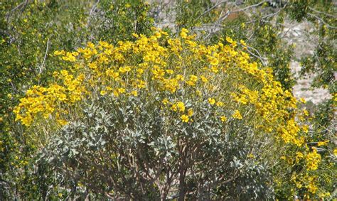 Arizona desert plants and trees. RV Chuckles: Arizona Desert Flowers