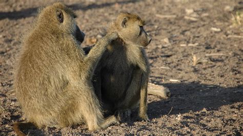 Why Male Baboons Benefit From Female Friends The New York Times
