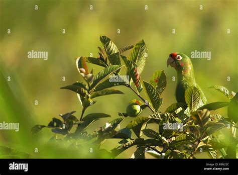 Crimson Fronted Parakeet Aratinga Finschi Sitting On Tree In Tropical