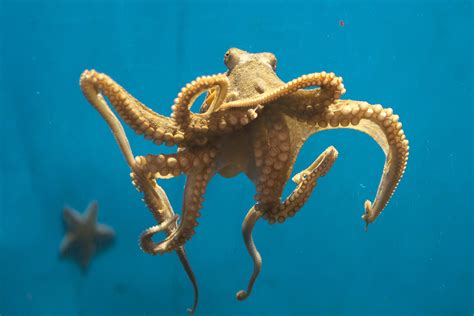 Why Would Scientists Give an Octopus Ecstasy? | JSTOR Daily Picture was taken from inside of an anime girl.