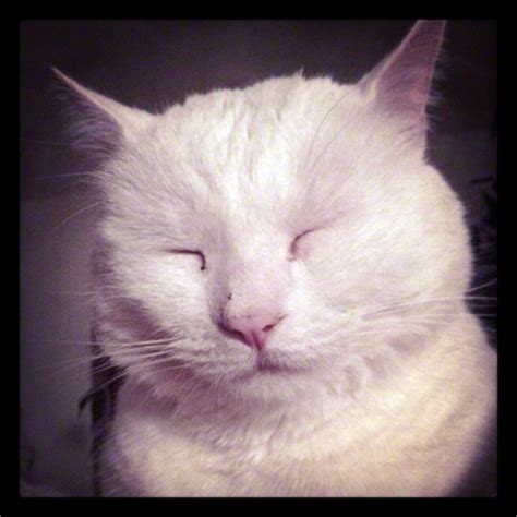 Do you think that the popularity of cats online has had an effect on cats? Jackson Galaxy | Page 2 | Covered in Cat Hair