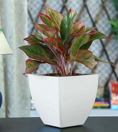 Over 2000 square feet with 3 bedrooms. 29 Most Beautiful Houseplants You Never Knew About | Plants, House plants, Red plants