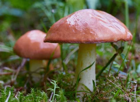 Maybe you would like to learn more about one of these? Slippery Jack Mushroom Essence - Butterröhrling - PHI Essences