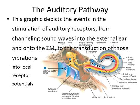 Ppt The Auditory Pathway Powerpoint Presentation Free Download Id